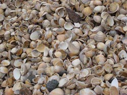 Seashells medIa